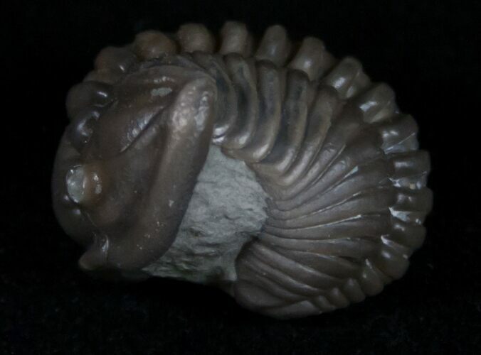 Enrolled Flexicalymene Trilobite From Ohio #10866